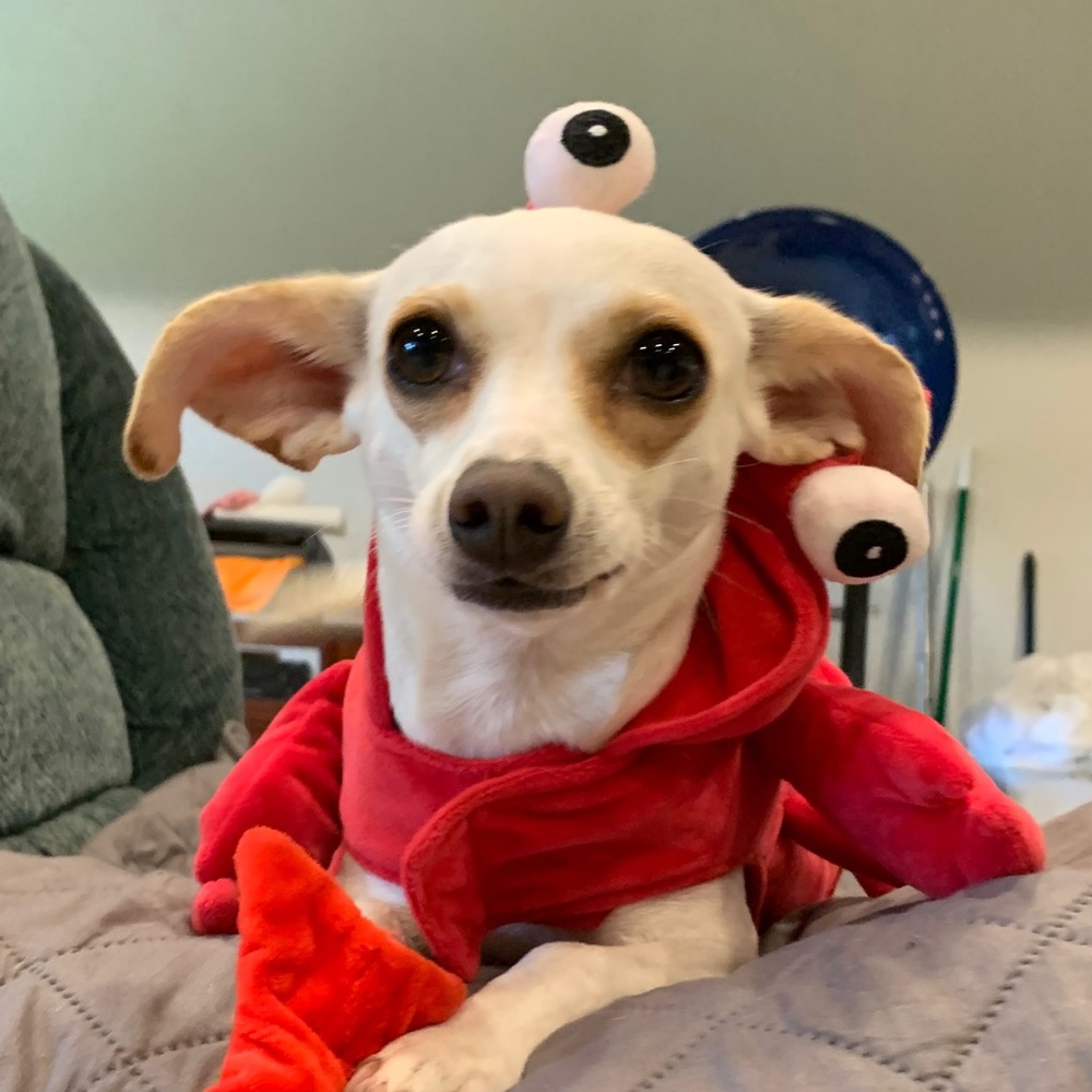 Meet your Posher, Cassandra